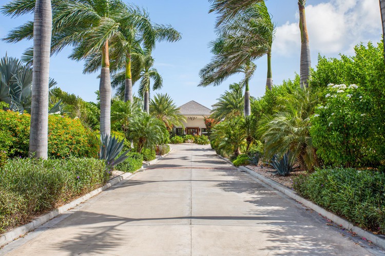 Driveway leading to building with palm trees surrounding road