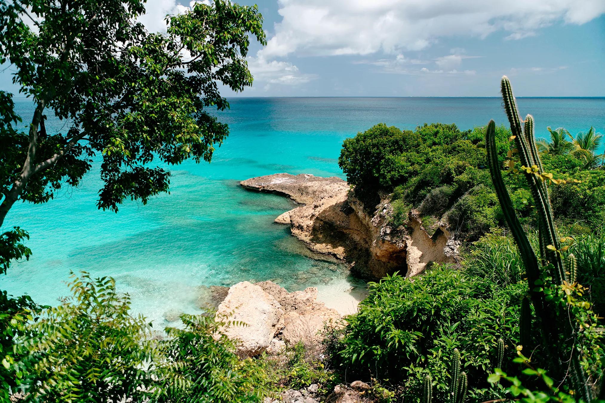 Ocean beside shore with cacti and trees