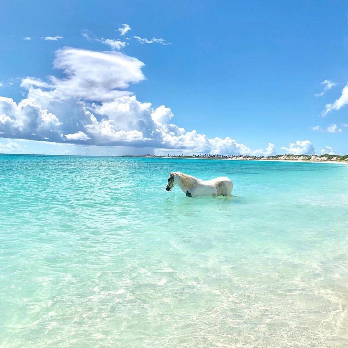 Cavalo branco em pé no oceano