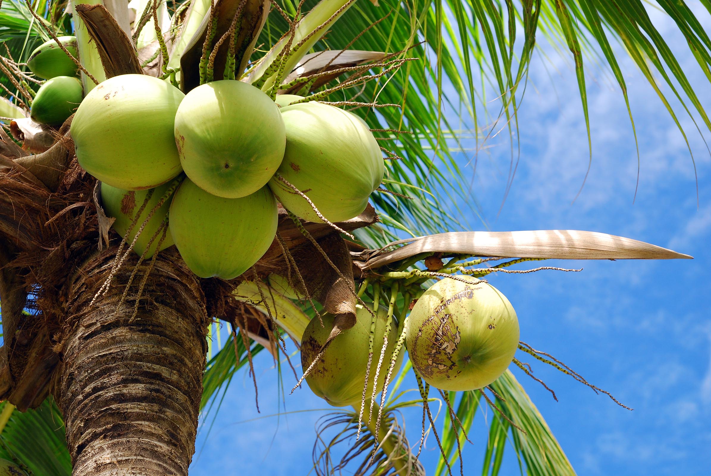 Green coconuts on coconut tree